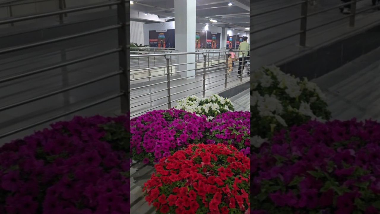 Petunia baskets @ Newdelhi airport.. #petunia  #petuniabaskets #sajisinnovations #delhitrip
