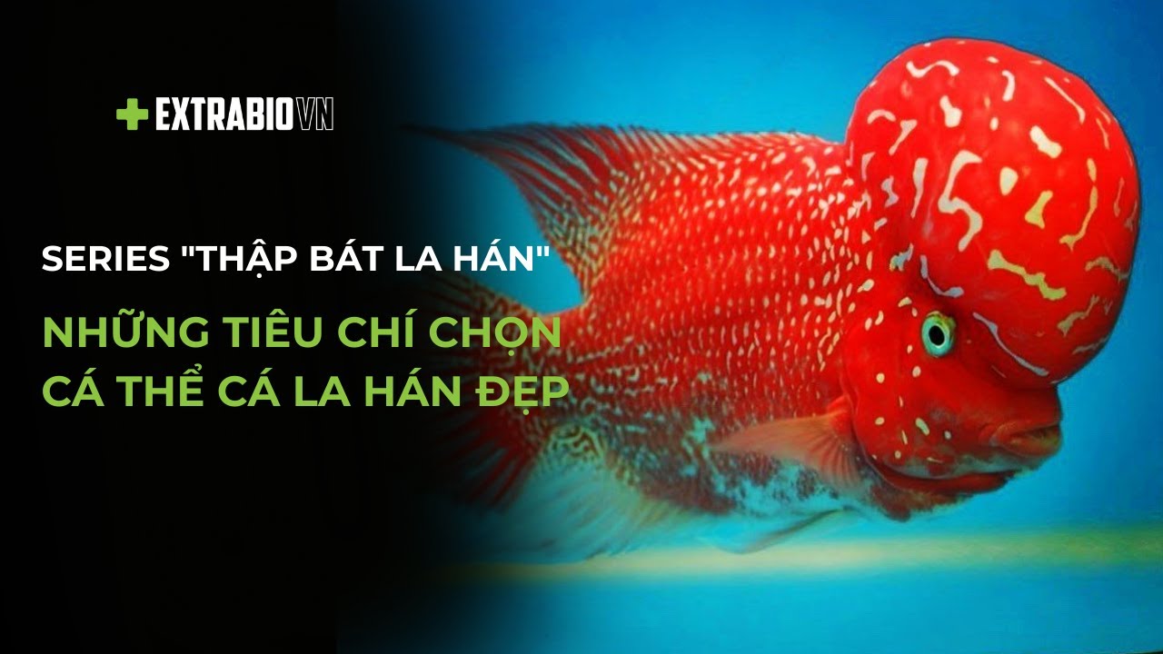 CÁ CHUYỆN|SERIES 