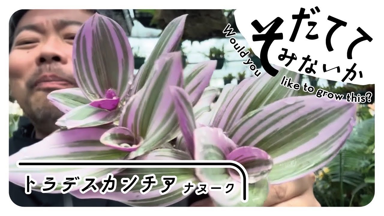 生育も早い花も楽しめるアイツを育ててみないか⁉️