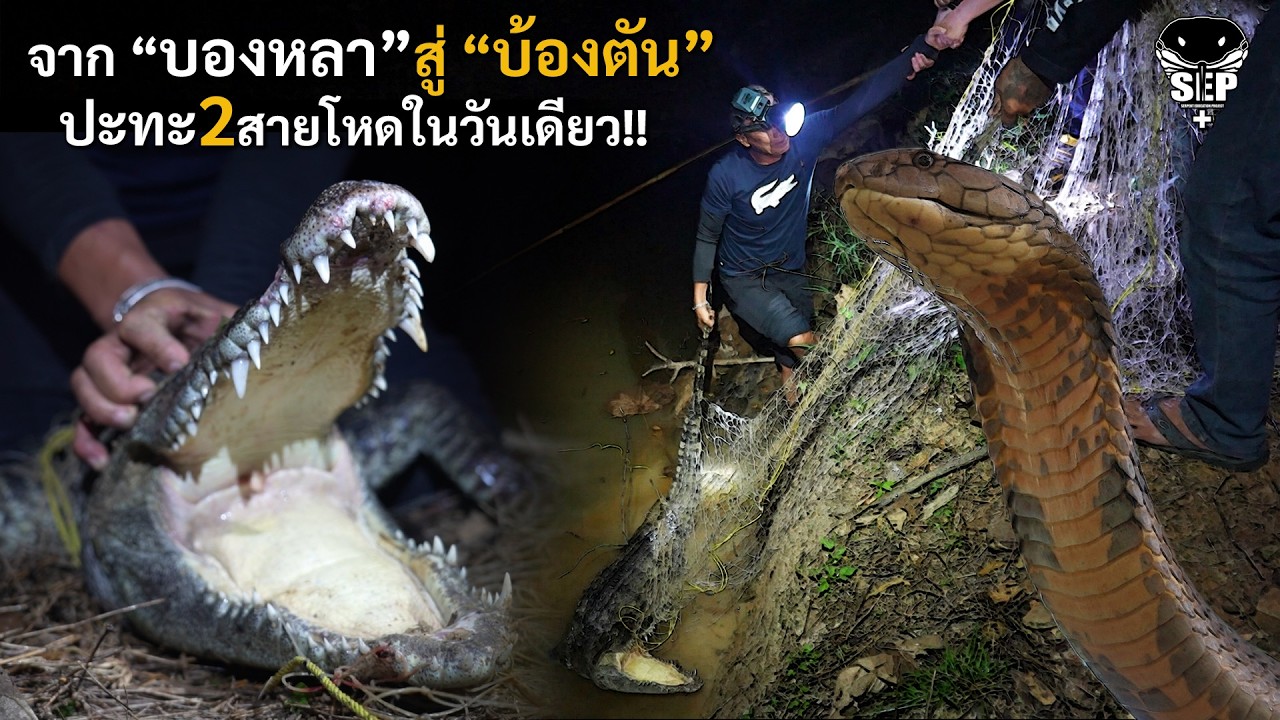 SEP EP.63 จากบองหลาสู่บ้องตัน(จระเข้) วันเดียวปะทะ2สายโหด!!