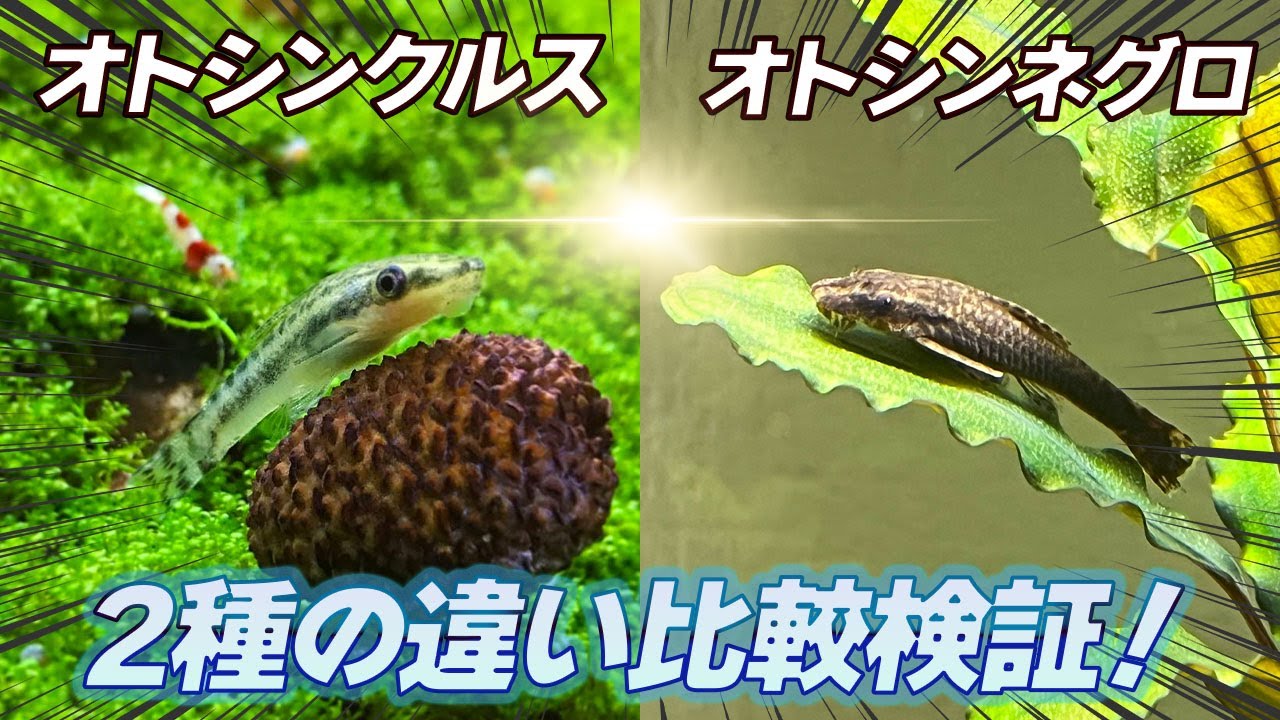 オトシンクルスとオトシンネグロ～二種の違いを徹底解説！～