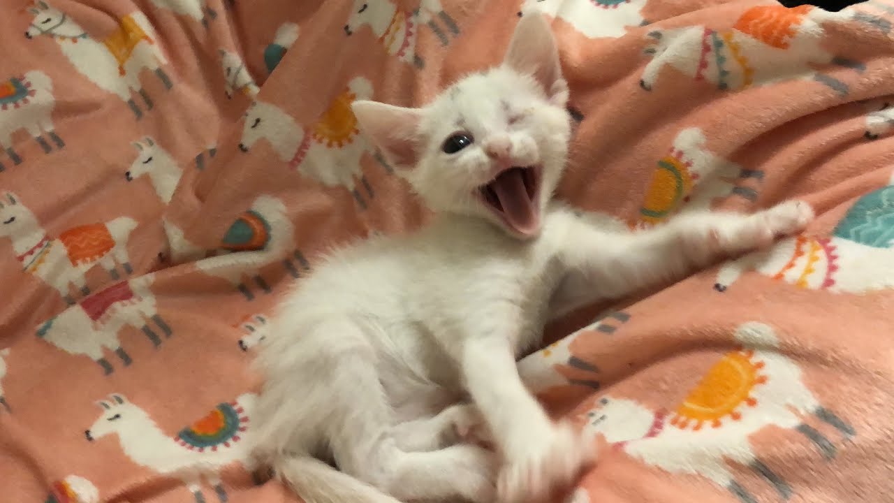 Cute Kittens Bedtime! (New Microphone!)