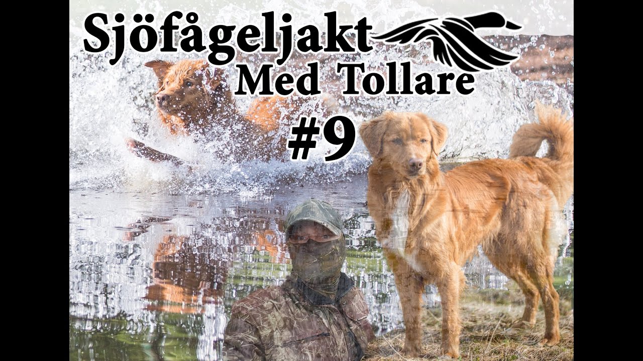 Sj&ouml;f&aring;geljakt med Tollare #9 Duck hunting