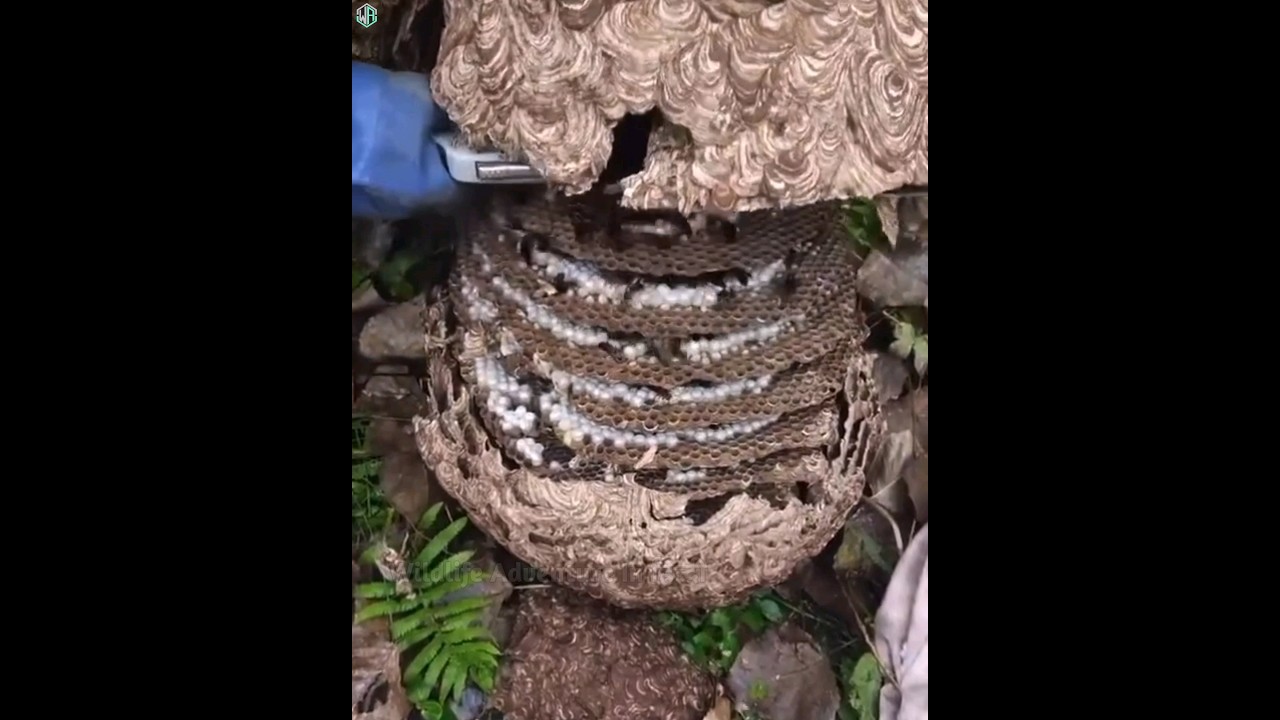 ततैया के छत्ते को घर से कैसे हटाएं.? #shorts #viral #animals