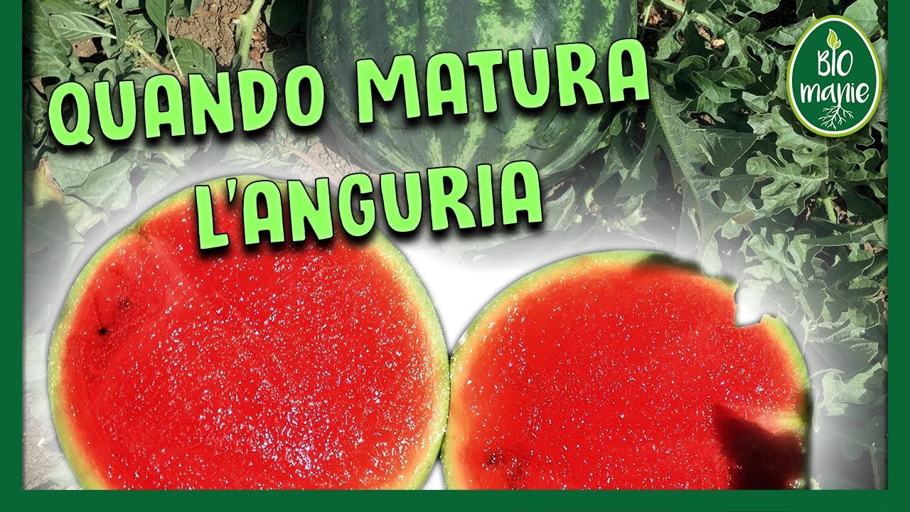 Come RICONOSCO l'ANGURIA MATURA?