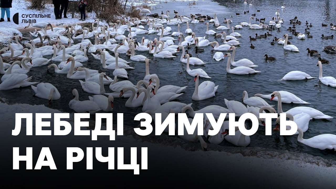 У Шептицькому на березі річки Західний Буг зимують більше двохсот лебедів