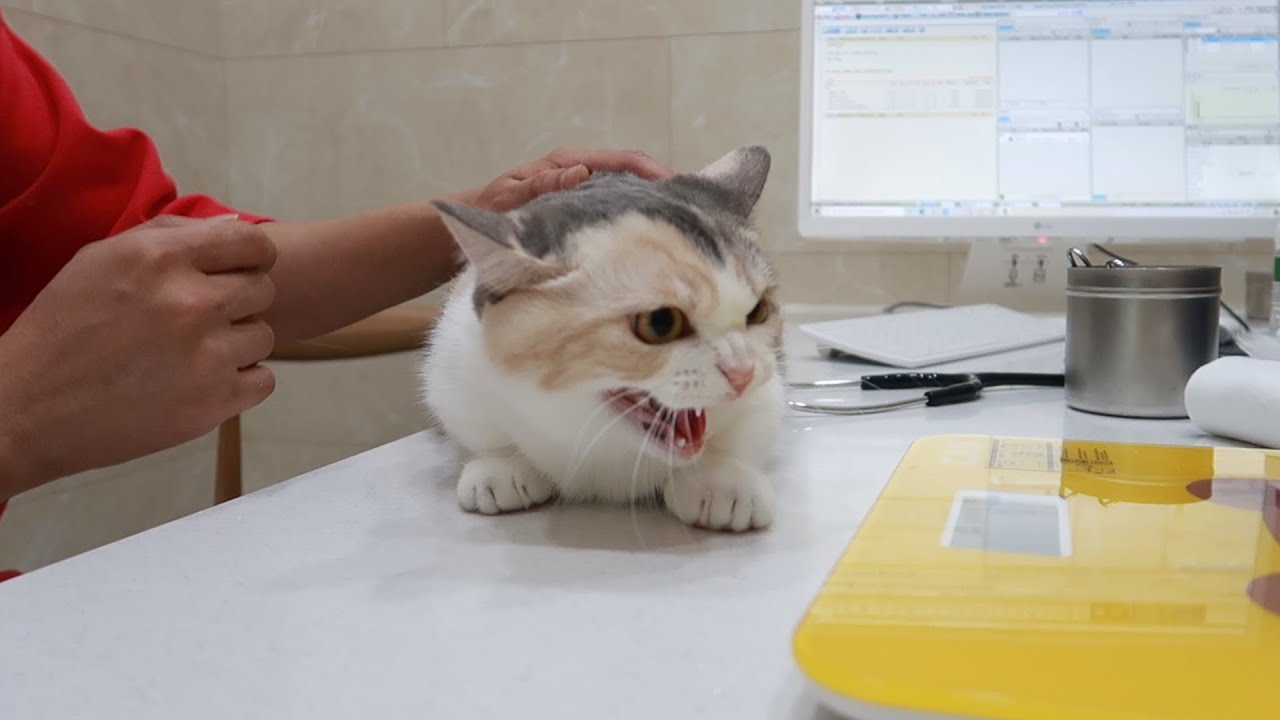 Sweetie Xuni's Hissing on the Doctor!