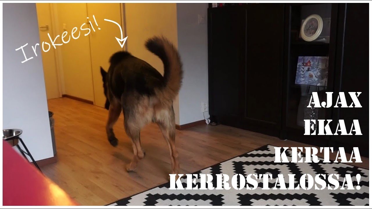 Ajax opettelee kerrostaloasumista!