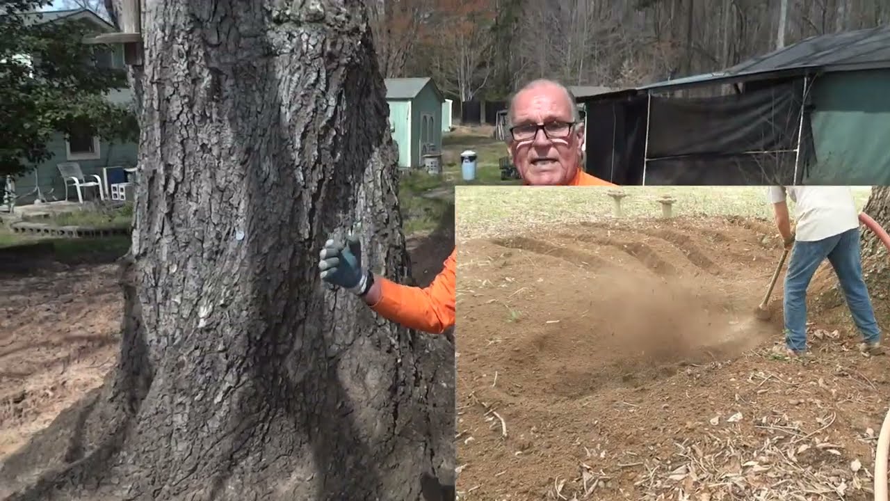Residential Case Study: Veteran Chinquapin Oak