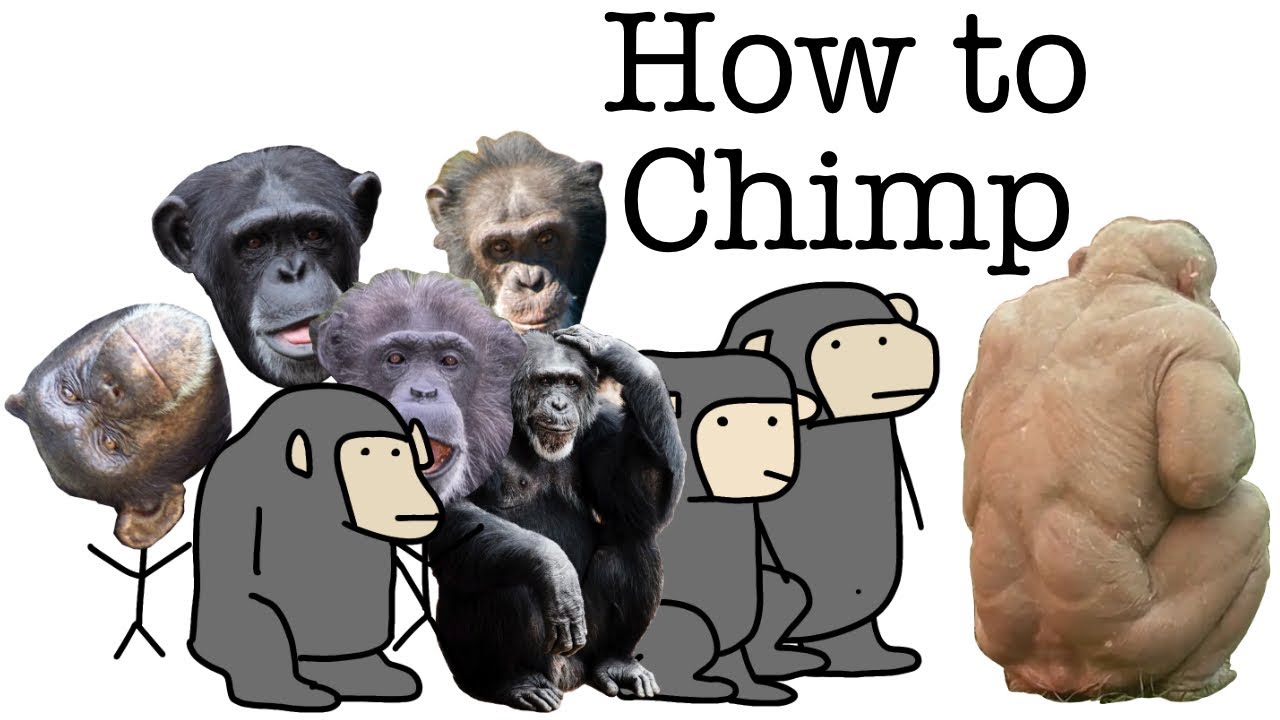 Your Life as a Chimp