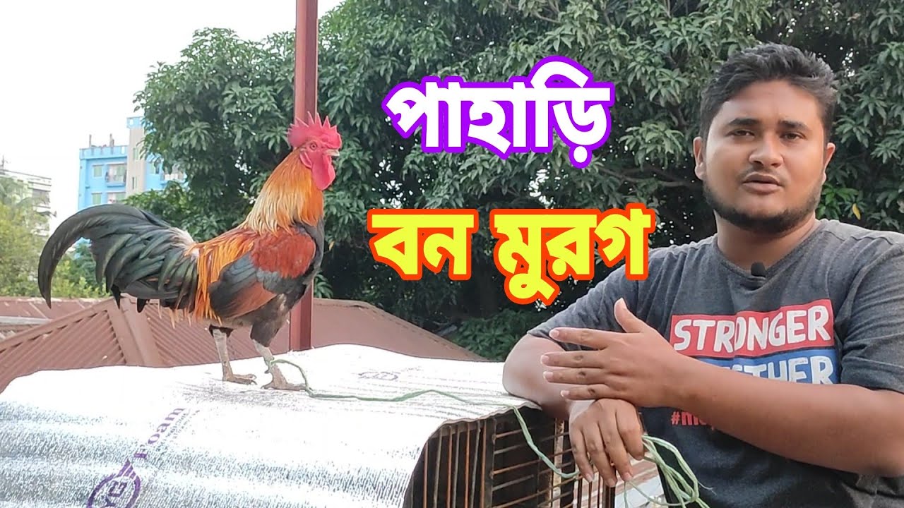 এটা কি বন মুরগ? বন মোরগ দেখতে কেমন  হয়