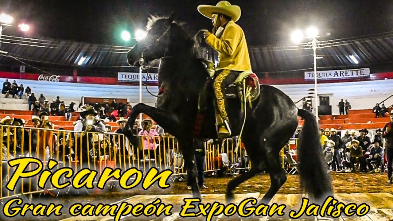 🌟 PICARON CAMPEÓN DE CABALLOS BAILADORES | CUADRA: LOS TUZAS