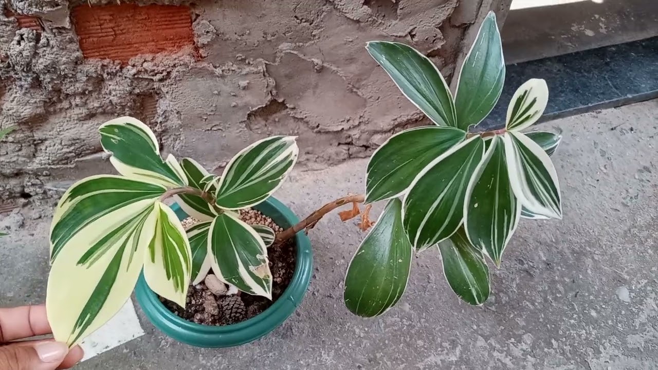 Venha conhecer a Cana de macaco variegata. Costus arabicus.