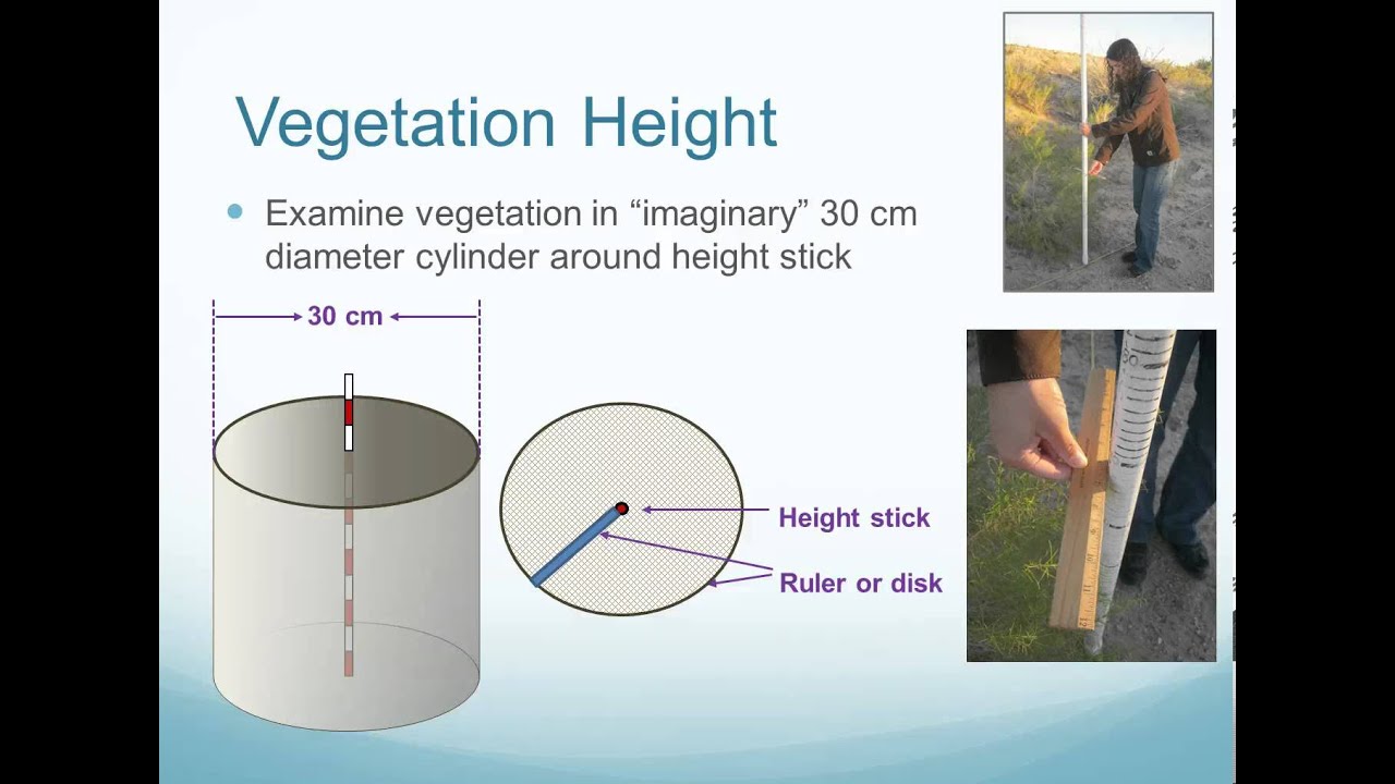 Measuring Vegetation Structure