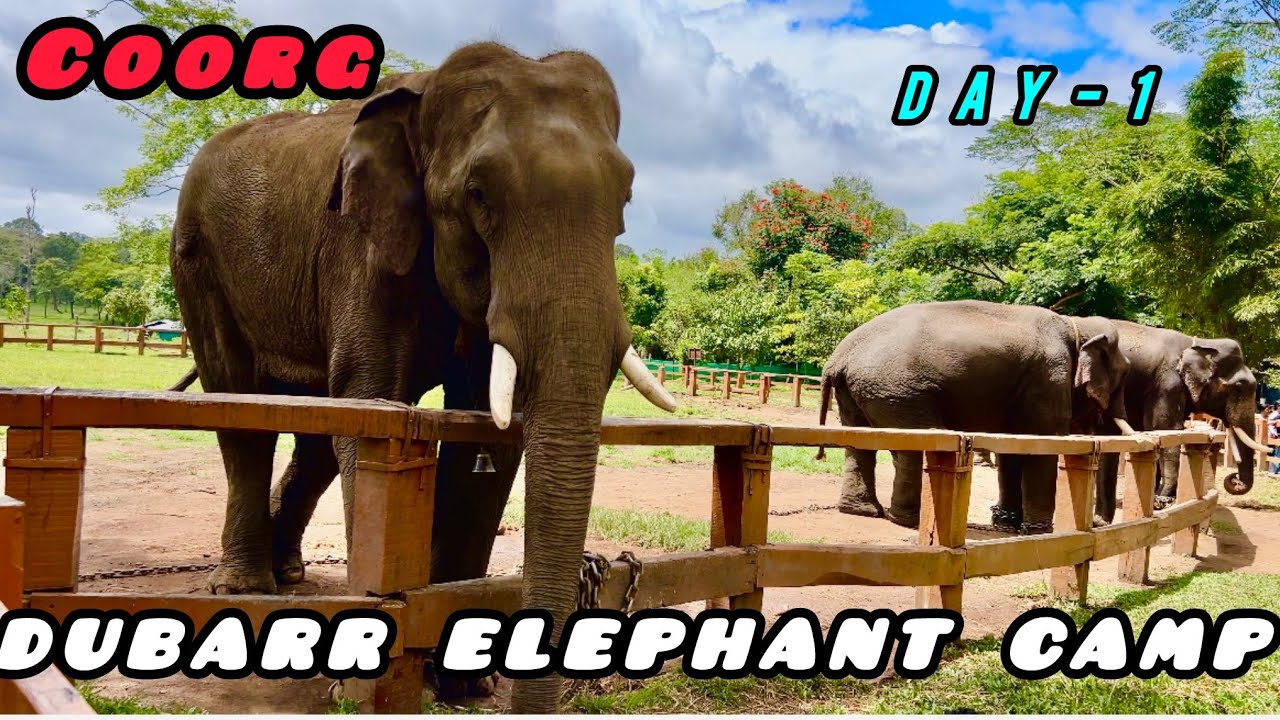 DUBARE | ELEPHANT | CAMP | COORG | MONSOON | FULL TOUR | ELEPHANT BATHING