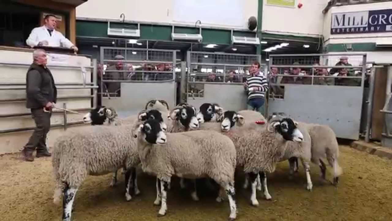Swaledale Breeding Ewes Cockermouth 2014