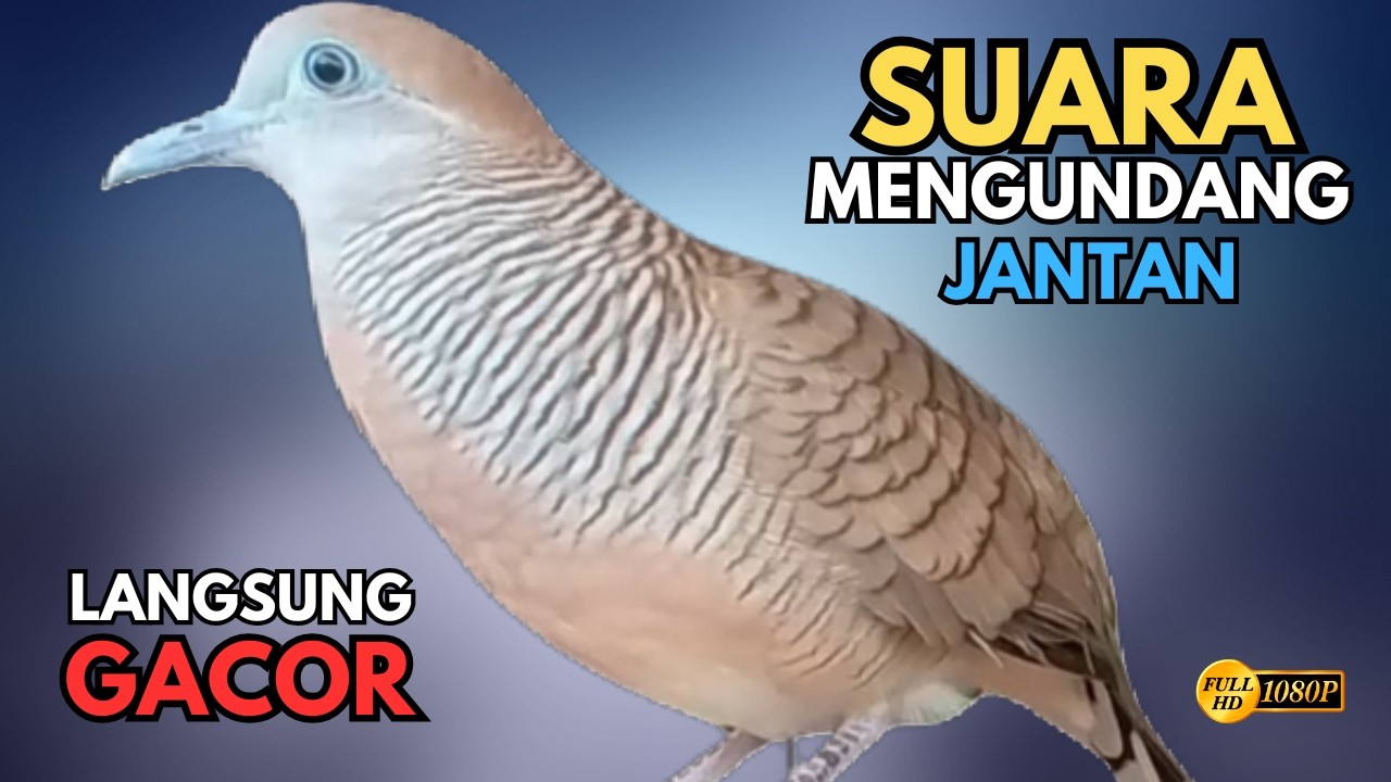 Perkutut Lokal Gacor Suara Paling Ampuh Untuk Pancingan Burung Perkutut Agar Gacor Bunyi V70