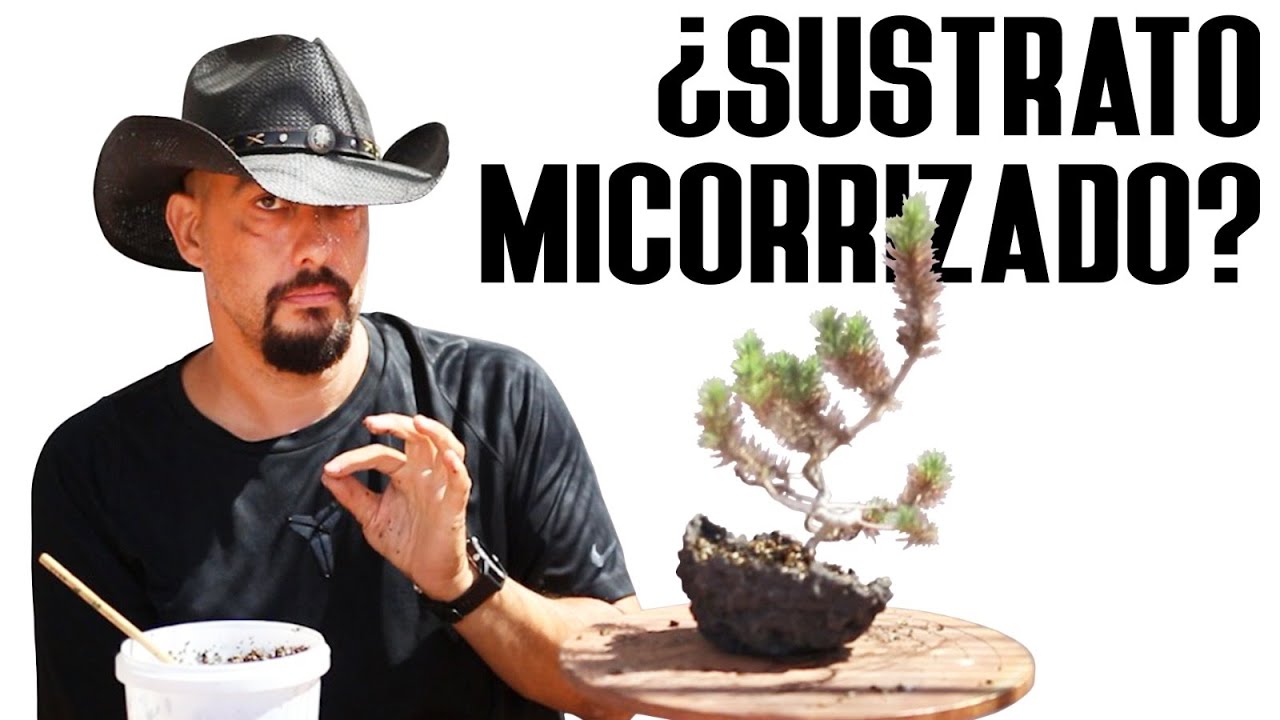 Probando sustrato con micorrizas para pinos y juníperos BONSAI