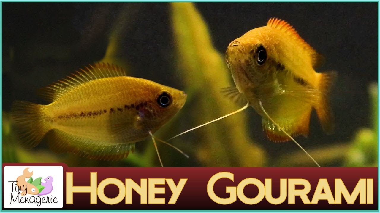 All About Honey Gourami: The Perfect Tiny Gourami?