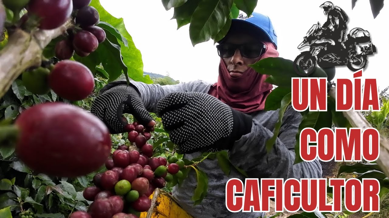 ☕ Un día como caficultor en el corazón del Huila – con Motoya hasta allá 🚀