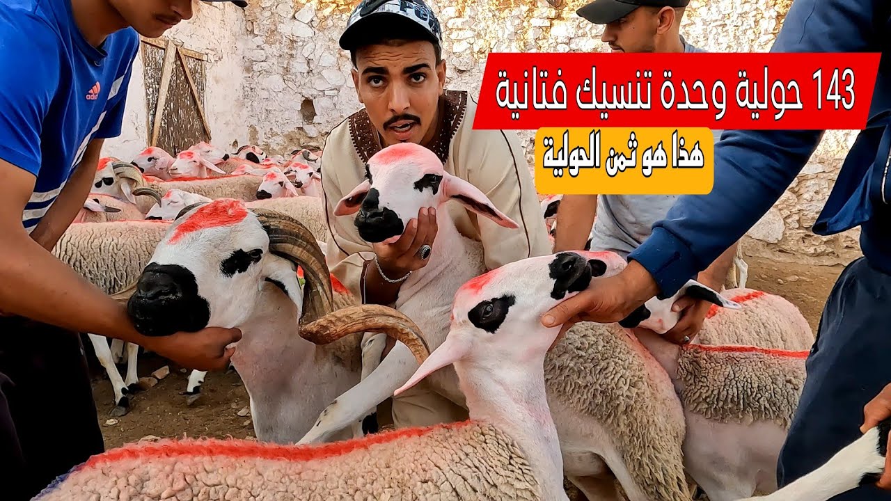 كيف ما قال المثل وحدة تنسيك في تانية 143 حولية للبيع عند حسن الداودي مع ثمن الحولية