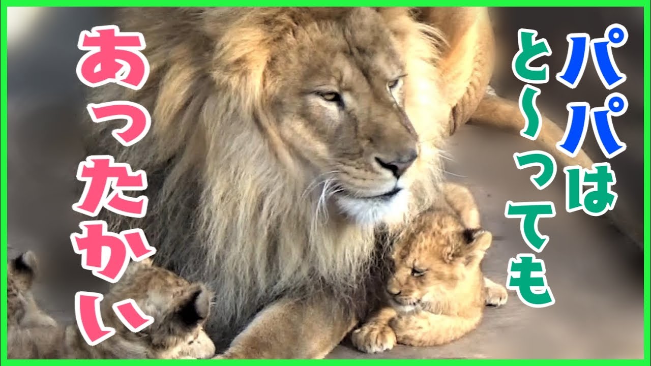 あったかいオリトパパが、大好きな三姉妹【旭山動物園 オリトとイオ ライオンの赤ちゃん】