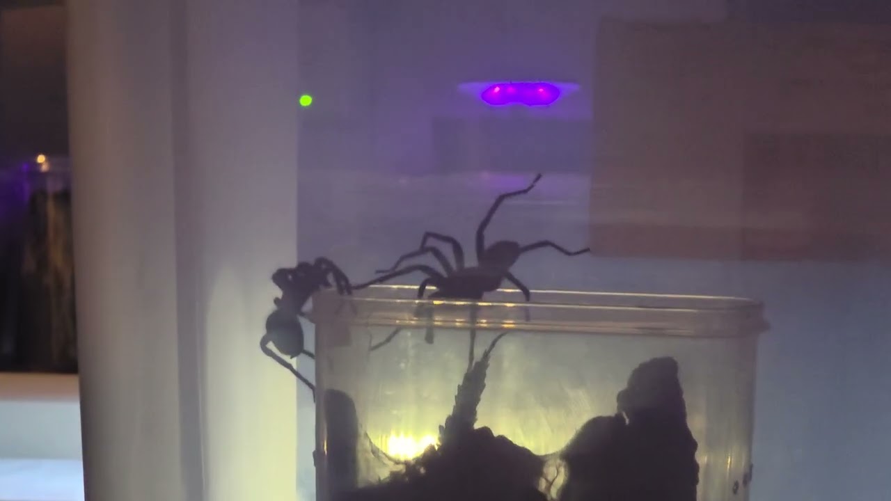 Theraphosidae sp. Colombia pairing
