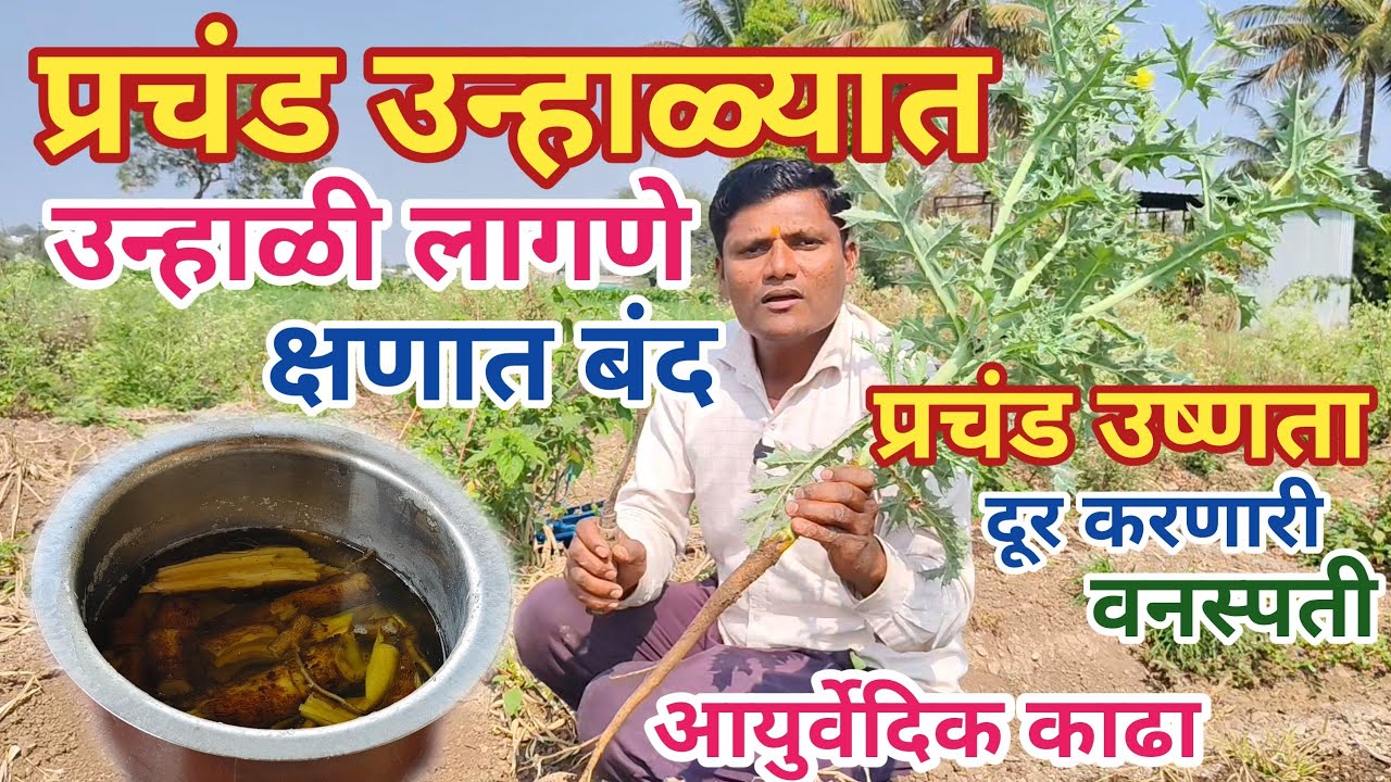 एकदा हा काढा पिऊन तर बघा | उष्णता मुळव्याध कायमचं संपवा उष्णता मुळव्याध मुळापासून दूर करणारी वनस्पती