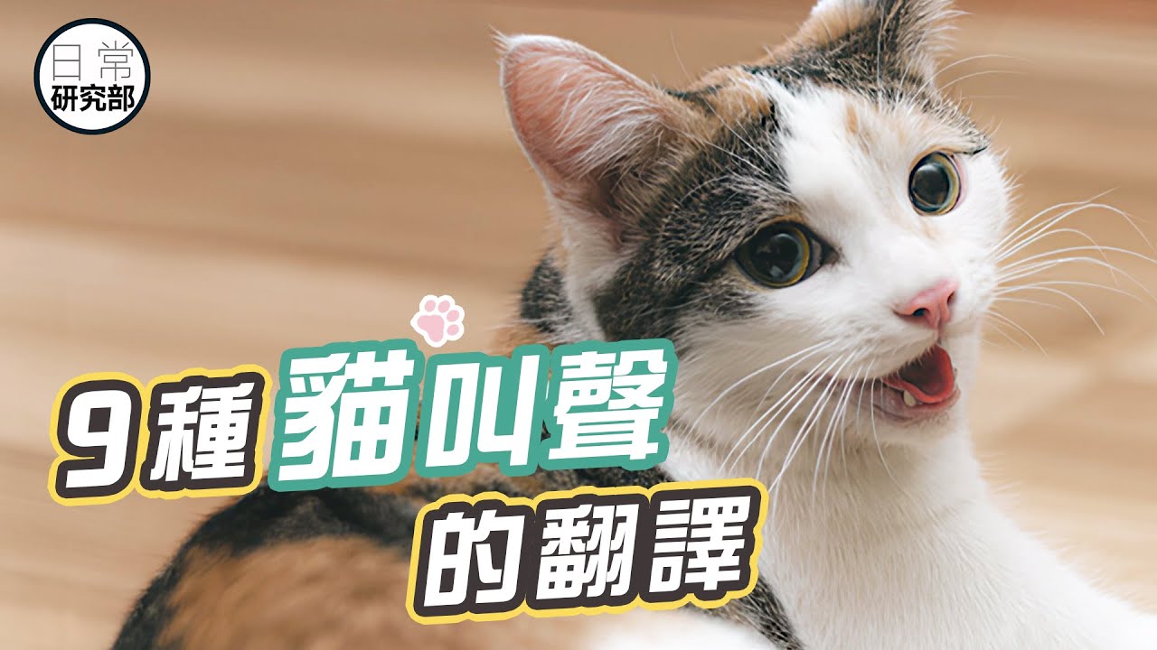 主子想表達甚麼？｜正常、異常的貓叫聲全解析！