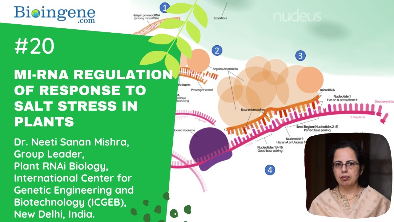 MirRORs to salt stress in plants by Dr. Neeti Sanan Mishra, ICGEB, India