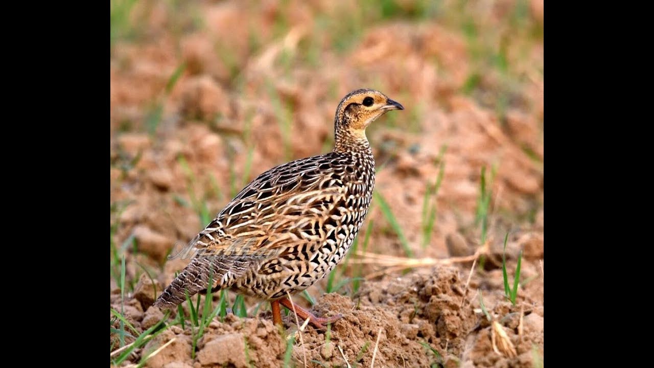 Black Partridge | Black francolin female voice | Black Francolin Female or Painted Francolin female