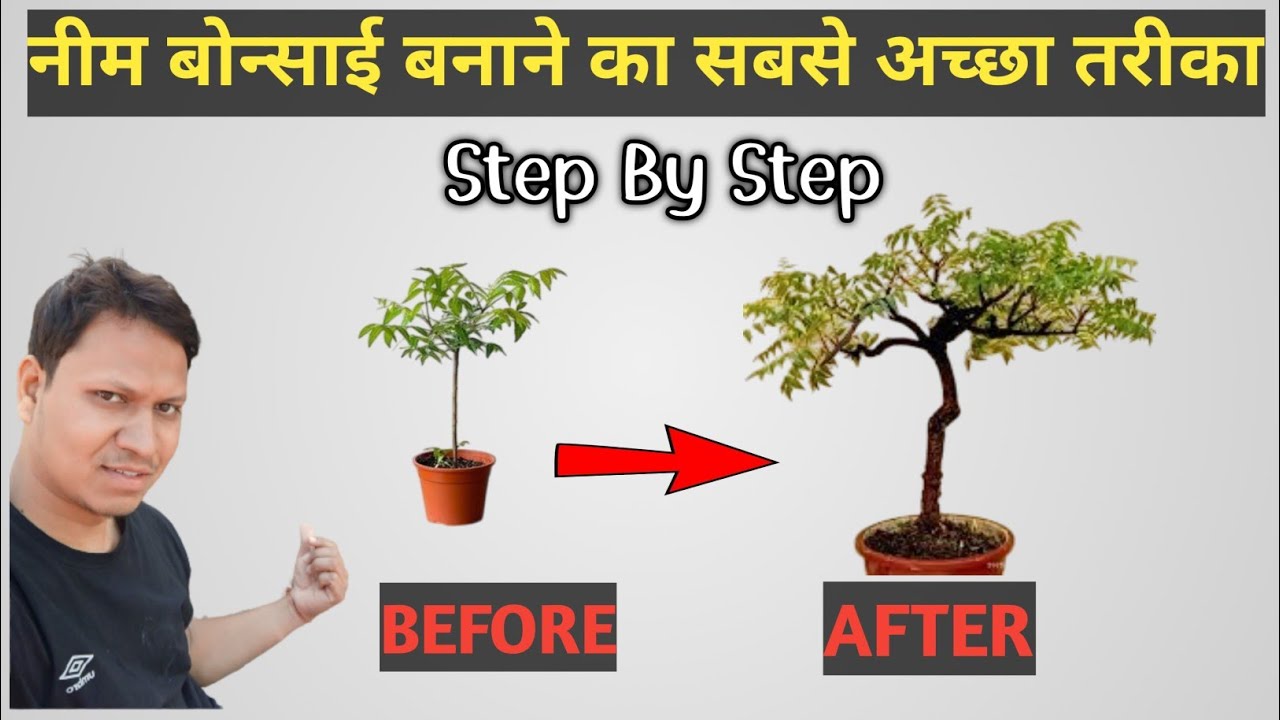 नीम बोन्साई बनाने का सबसे अच्छा तरीका ||| How To Make Neem Bonsai At Home || care & Tips ||