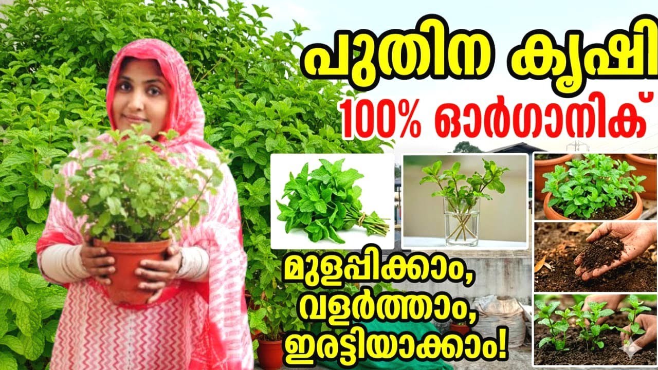 💯%success💥പുതിന നടുമ്പോൾ ചീഞ്ഞുപോകുന്നുണ്ടോ? ഇനി ഈ സൂത്രം പരീക്ഷിക്കു!!