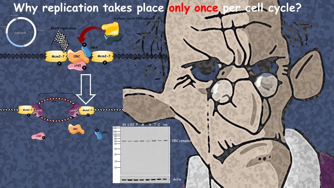 Replication regulation by cyclins: why replication takes place only one time in one cell cycle?