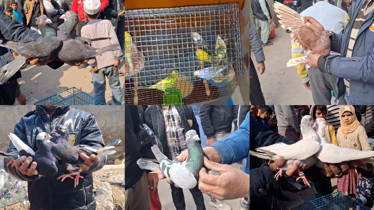 Welcome Chowk kabootar Market Delhi🕊Gole Patiyala Patet Humer Madrasi Panjabi kabutar Market Delhi 