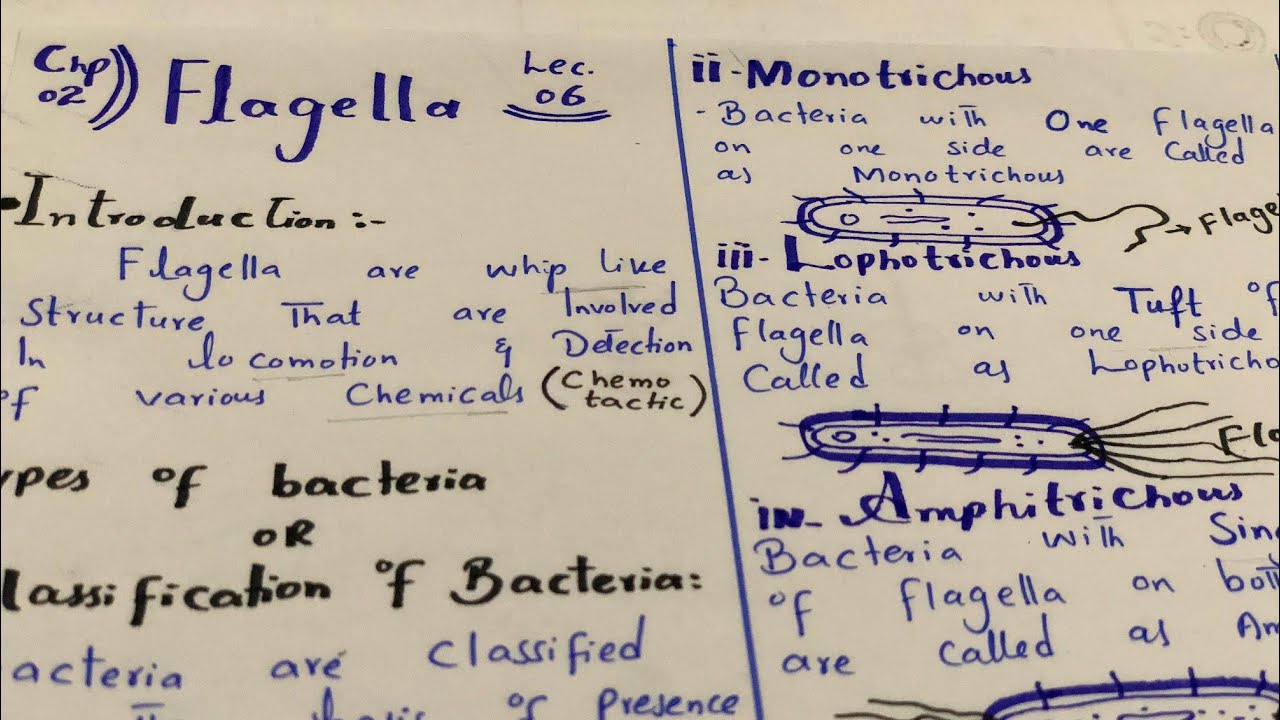 Flagella (The Locomotary organ in bacteria) || class 11 biology || chapter 02 biology||New syllables