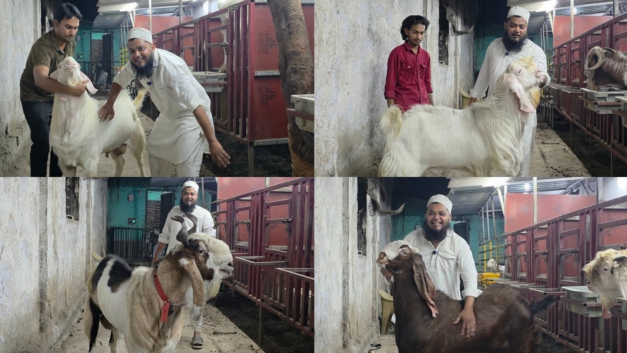 Rahil Bhai Ka Toofani Collection | Bade Tyaar Bakre At Mohammed Ali Goat Farm Bhiwandi City. 