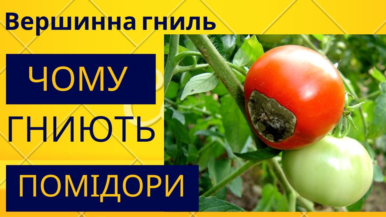 Вершинна гниль. Чому гниють кінчики помідорів?