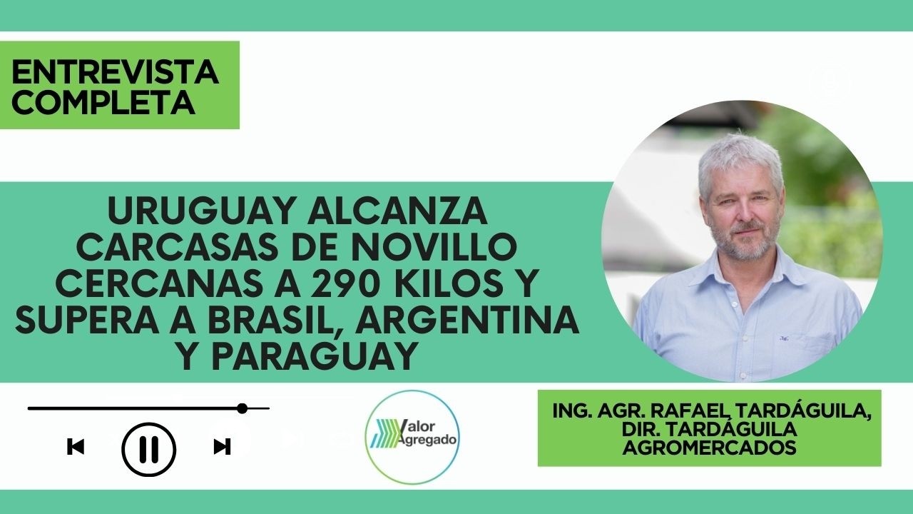 Uruguay alcanza carcasas de novillo cercanas a 290 kilos y supera a Brasil, Argentina y Paraguay