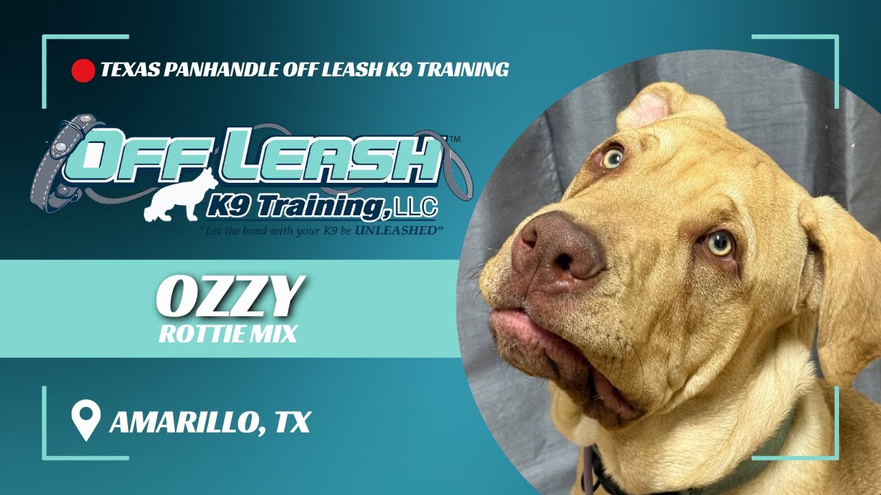 Ozzy's Off Leash Training Progress | From Puppy to Obedient