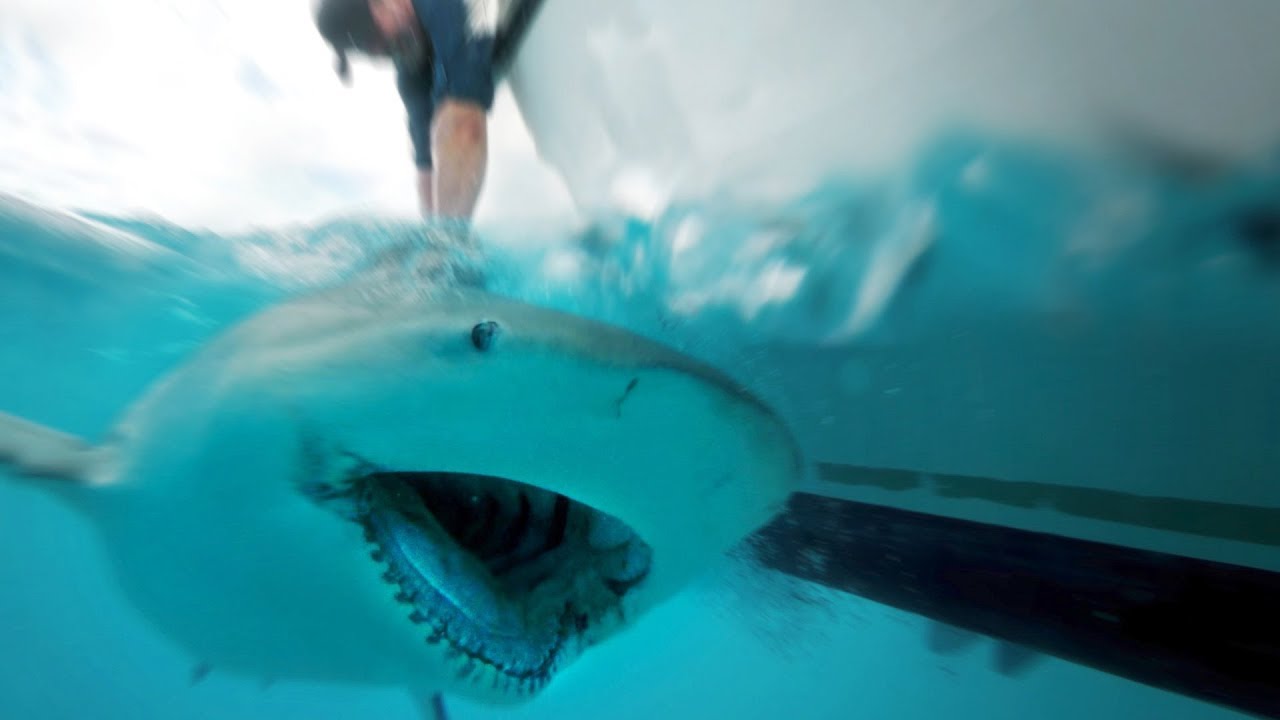 World's Most DANGEROUS SHARK Caught on a FISHING LINE - Chasing Monsters
