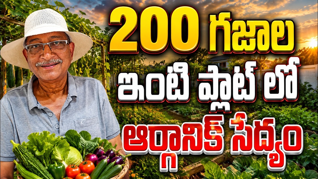 ఖాళీ ఇంటి జాగాలో ఆర్గానిక్ సేద్యం | organic kitchen garden | bhumiputhra telugu