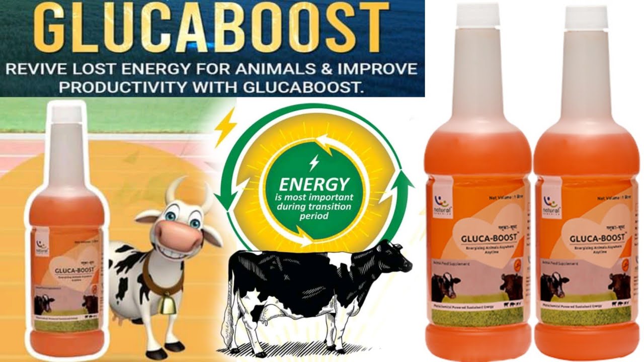 gluca boost ke fayde @veterinarymedicinereviewhindi  composition use dosage price all about it