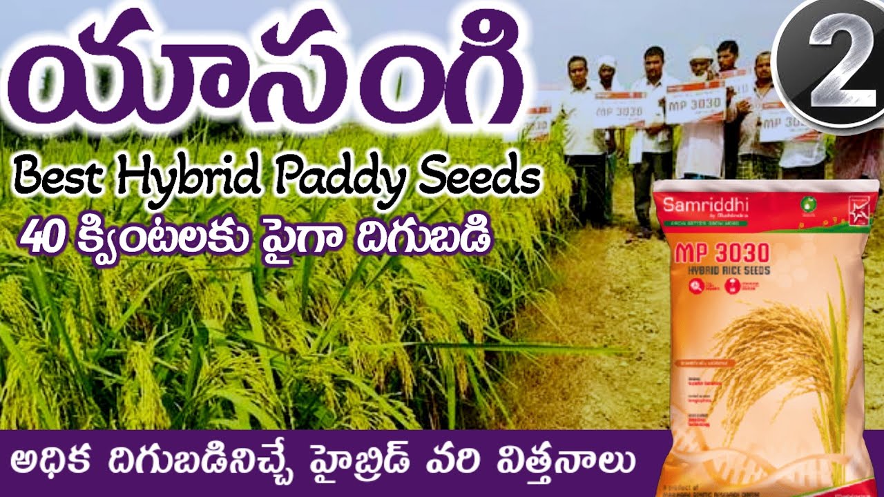 mahindra 3030 paddy seeds telugu | best hybrid paddy seeds telugu