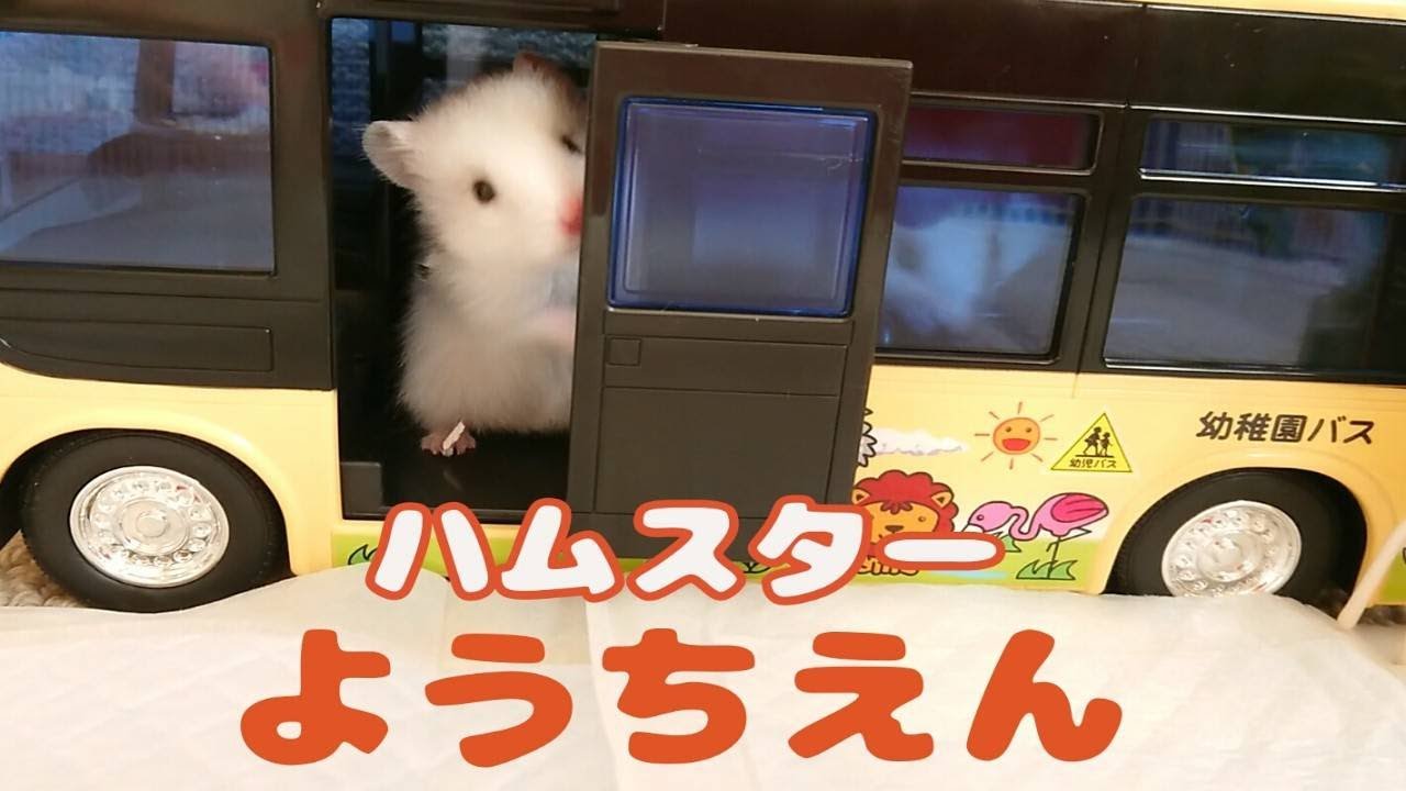 あつ森ハムスターようちえん！かわいいハムスターの赤ちゃんたちAnimal Crossing Hamster Kindergarten♪Cute hamster babies