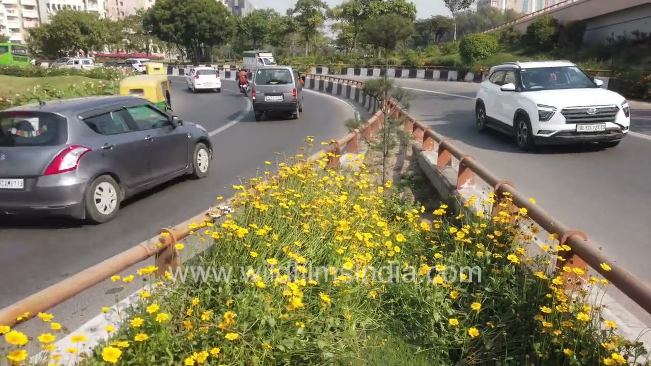 Yellow flower beds and sprouts sculpture at AIIMS Flyover, New Delhi