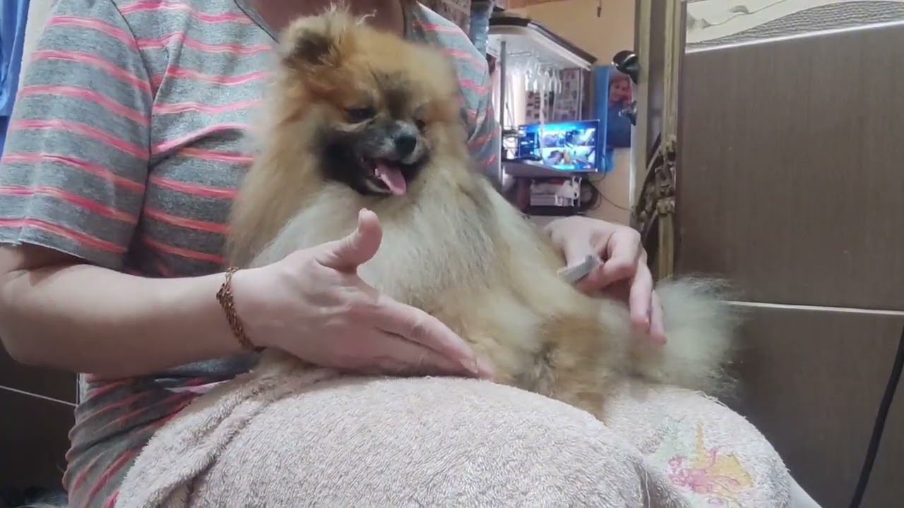 Дамианчик готов встречать семью 🤗🐾 Цена 50т р Доставка по миру+79788972514