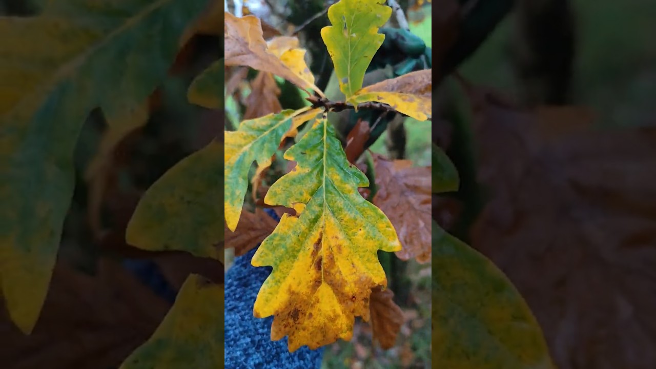 Sessile Oak (Quercus petraea) semi-mature tree on edge of bog woodland 07/11/2025 Northern Ireland