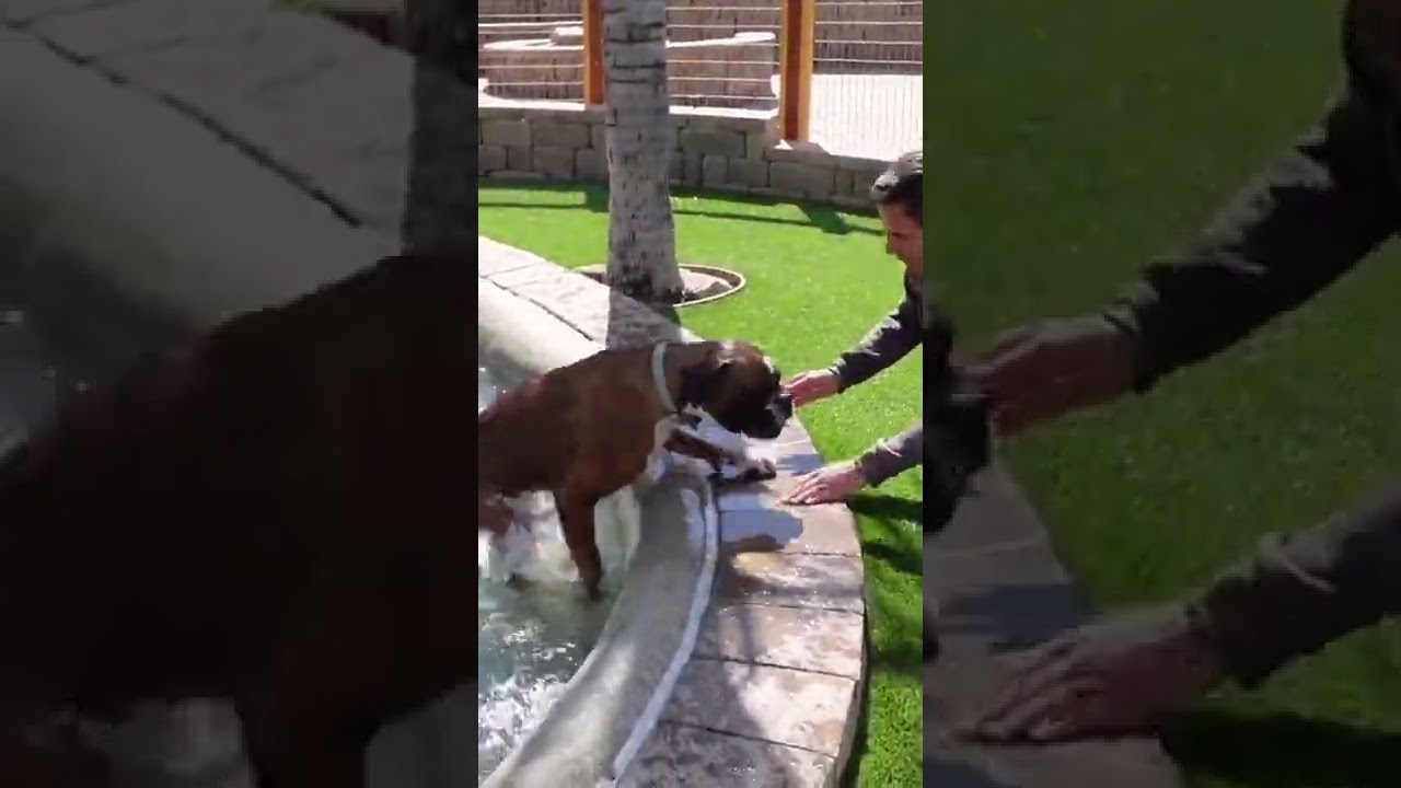 Boxer falls in pool and almost doesn’t make it out.