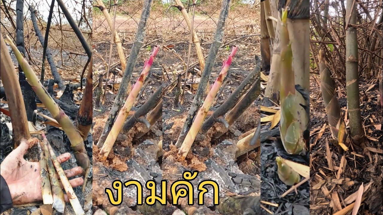 เข้าป่า หาหน่อไม้ไฟไหม้ ถืกฝนใหม่ๆ แตกยอดเต็มป่า งามคัก